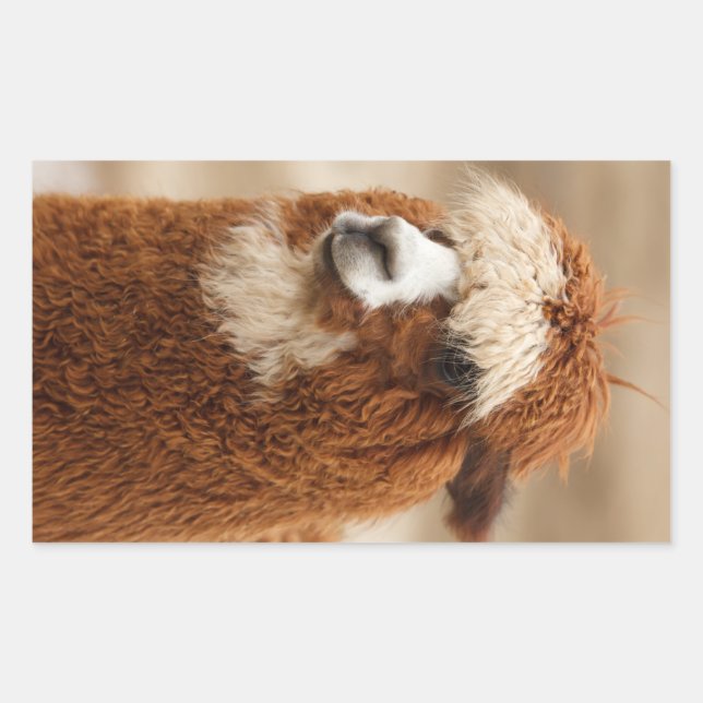 Autocollants Alpaca (Devant)