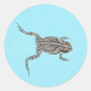 Autocollants amphibiens 02