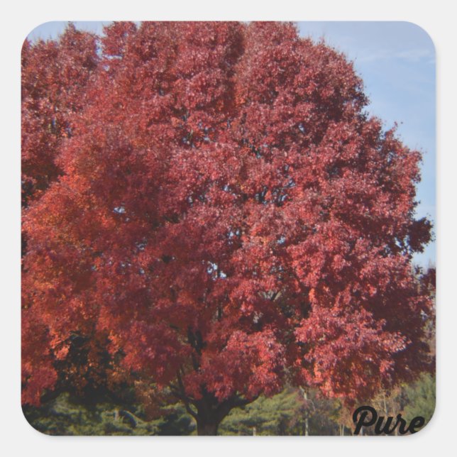 Autocollants Arbre Rouge (Devant)