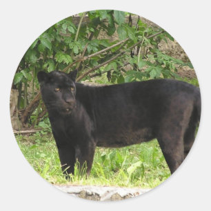 Autocollants arpentants de panthère