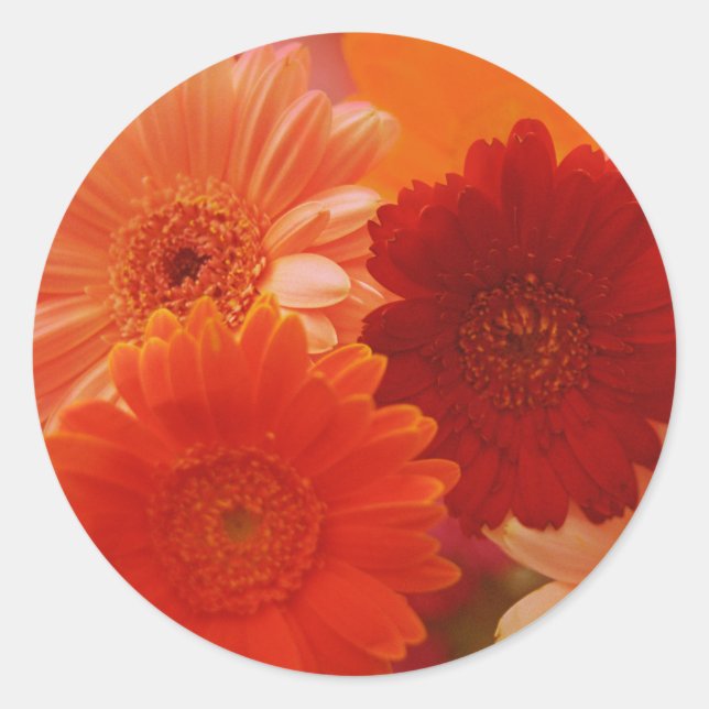 Autocollants Art Décal Gerbera Fleurs Faisées Oran (Devant)