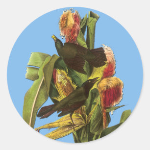 Autocollants Audubon Common Gracker Oiseau Art