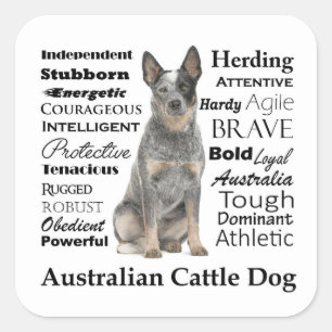 Autocollants australiens de chien de bétail