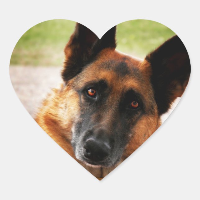 Autocollants bergers allemands (Devant)