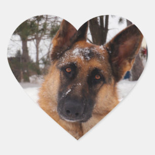 Autocollants bergers allemands