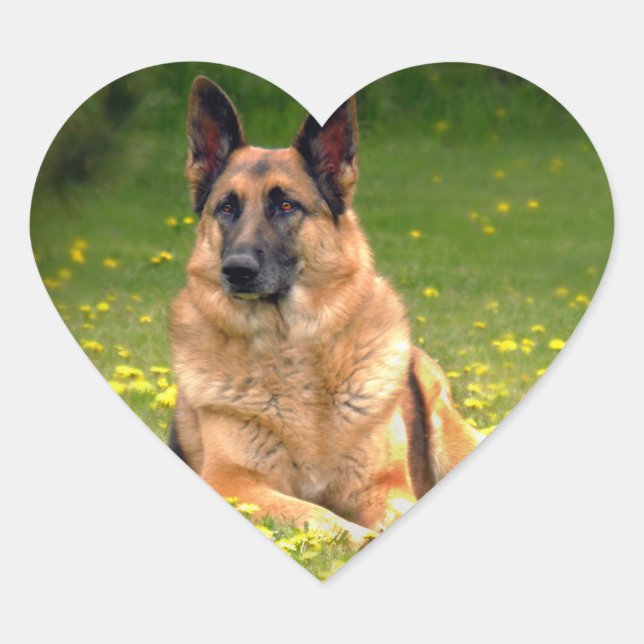 Autocollants bergers allemands (Devant)