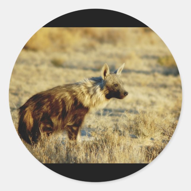 Autocollants Brown de la faune hyène (Devant)