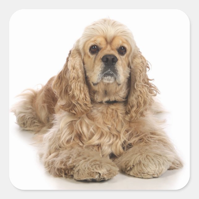Autocollants Chien Chiot Cocker Spaniel (Devant)