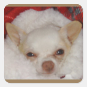 Autocollants confortables Chihuahua