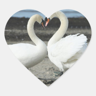 Autocollants d'amour de cygne