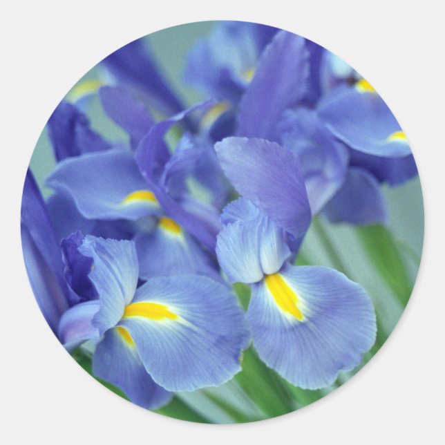Autocollants d'art floral Irises violet (Devant)