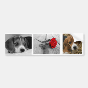 Autocollants de beagle