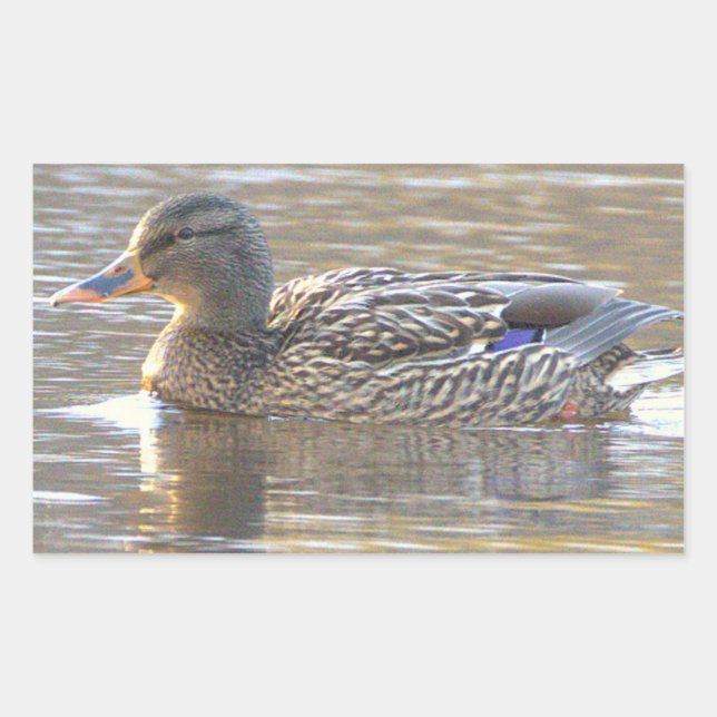 Autocollants de canard colvert (Devant)