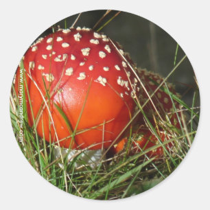 Autocollants de champignon d'agaric de mouche