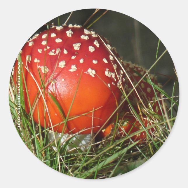 Autocollants de champignons Agaric (Devant)