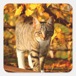 autocollants de chat automne