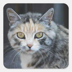 Autocollants de chat calico