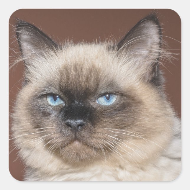 Autocollants de chats siamois (Devant)