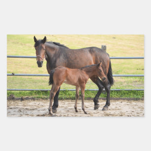 Autocollants de cheval