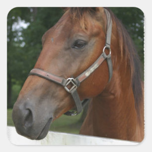Autocollants de cheval de châtaigne douce