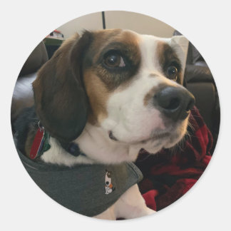 Autocollants de chien Beaglier- Beagle Bae Bea Str