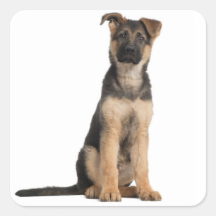 Autocollants de chien chiot berger allemand adoré