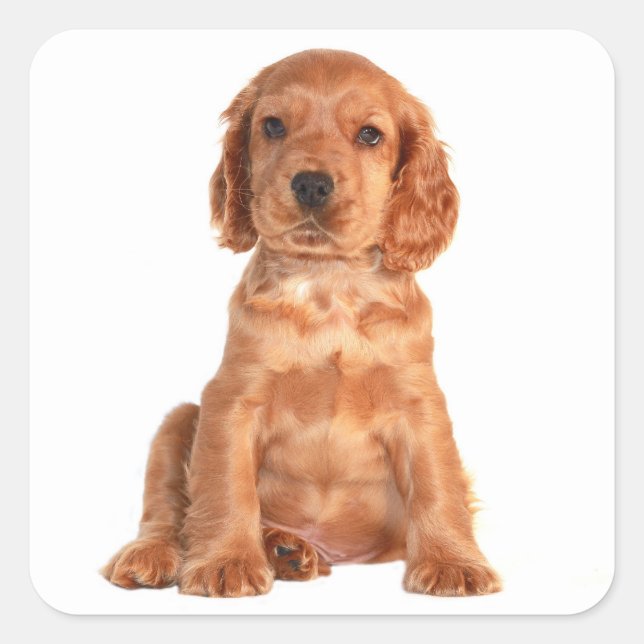 Autocollants de chien chiot Cocker Spaniel amour (Devant)