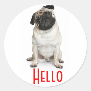 Autocollants de chien chiot Pug Bonjour