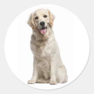 Autocollants de chien chiot Retriever d'or Amour