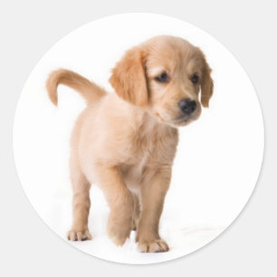 Autocollants de chien chiot Retriever doré