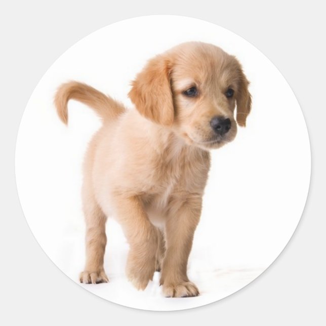Autocollants de chien chiot Retriever doré (Devant)