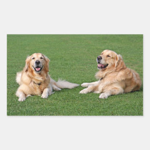 Autocollants de chien chiot Retriever doré adorabl