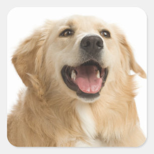 Autocollants de chien chiot Retriever doré Love