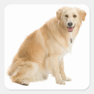 Autocollants de chien chiot Retriever doré Love
