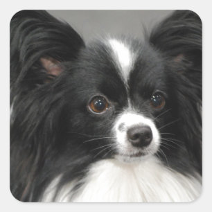 Autocollants de chien de Papillon