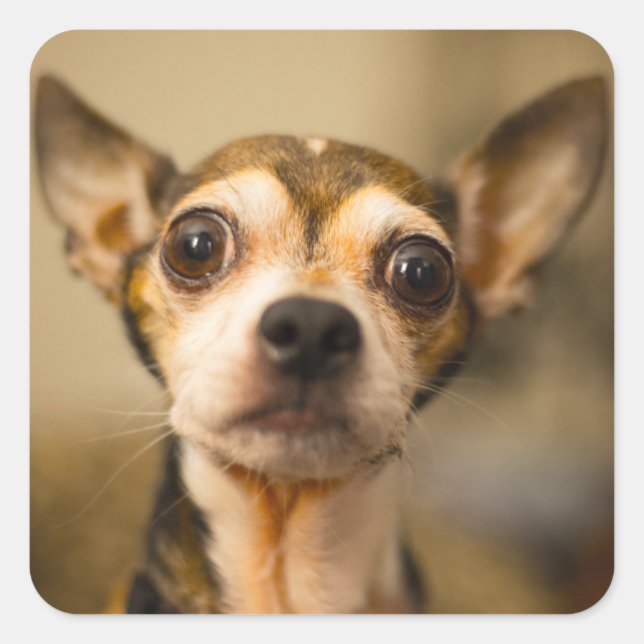 Autocollants de chien mignon 10 (Devant)