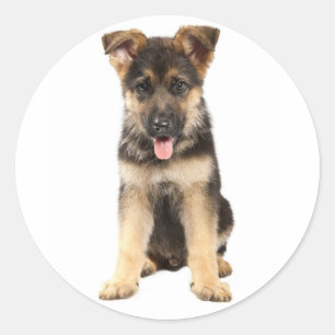 Autocollants de chiot berger allemand adorables