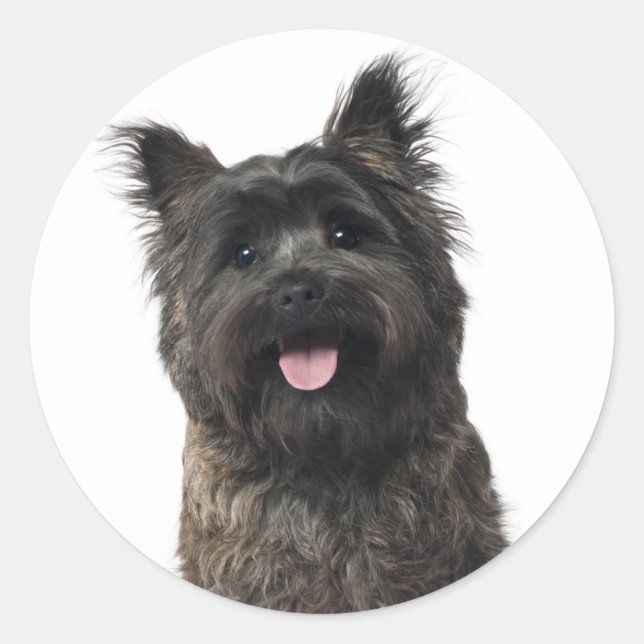 Autocollants de chiot Cairn Terrier (Devant)