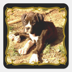 Autocollants de chiot de boîte