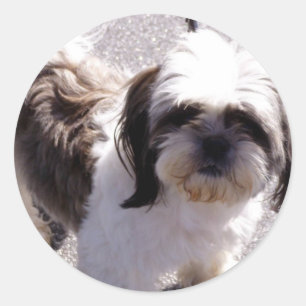 Autocollants de chiot de Tsu de Shih