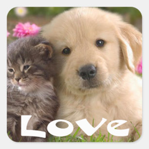 Autocollants de chiot retriever doré et chaton d'a