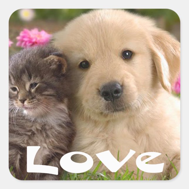 Autocollants de chiot retriever doré et chaton d'a (Devant)
