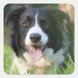 Autocollants de chiots Border Collie noir et blanc