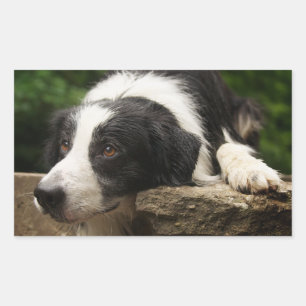 Autocollants de chiots Border Collie noir et blanc