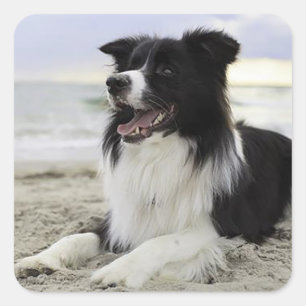 Autocollants de chiots Border Collie noir et blanc