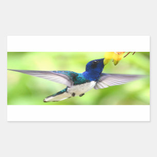 Autocollants de colibri