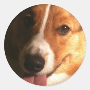 Autocollants de corgi de Gallois de cardigan