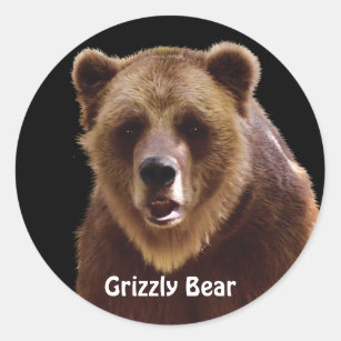Autocollants de faune de portrait d'ours gris