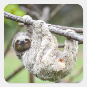 Autocollants de fentes