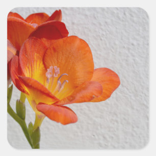 Autocollants de fleur de freesia avec Copyspace